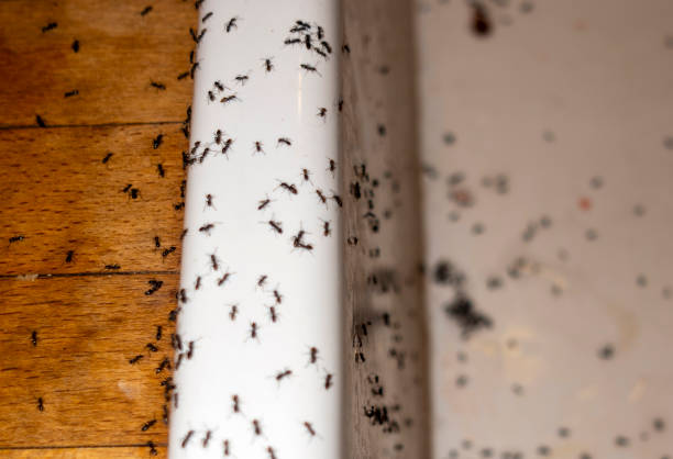 Best Pest Control Near Me  in Menonee, MI