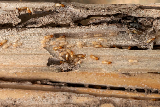 Best Pest Control Treatment  in Menonee, MI